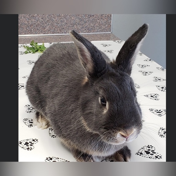 Welcome to lilbunnyfoofoo! Please read me!! :) - Picture 7 of 8